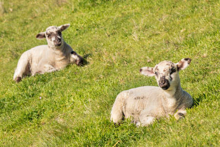 closeup of two newborn lambs sunbathing on green grass with copy spaceの写真素材