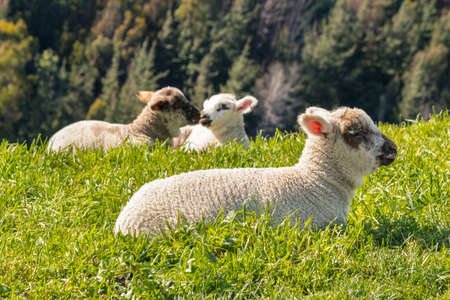 closeup of cute newborn lambs basking on grass with blurred background and copy spaceの写真素材