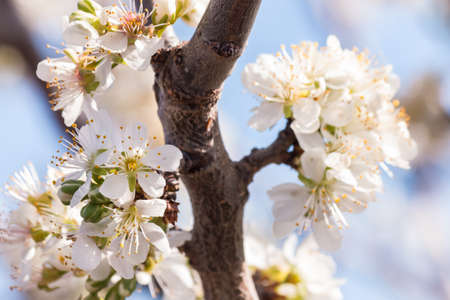prune plum tree branch with white flowers in bloom against blue sky backgroundの写真素材