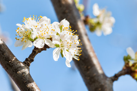 closeup of European plum tree white flowers in bloom isolated against blue sky backgroundの写真素材