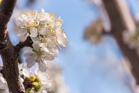 damson plum tree white flowers in bloom against blue sky backgroundの写真素材