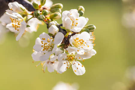 closeup of prune plum tree branch with white flowers in bloom against green backgroundの写真素材