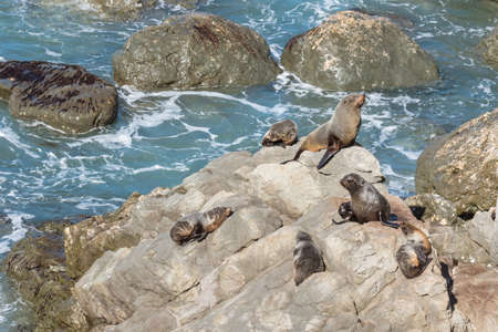 New Zealand fur seal colony basking on rocks near Kaikoura, South Island, New Zealandの写真素材