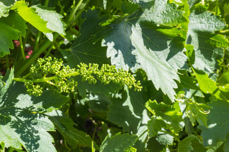 closeup of grapevine flower buds and leaves growing in organic vineyardの写真素材