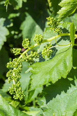 detail of grapevine flower buds and leaves growing in organic vineyard with blurred background and copy spaceの写真素材