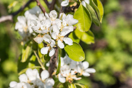 closeup of pear tree white flowers and green leaves with blurred background and copy spaceの写真素材