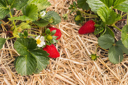strawberry plants with flowers and ripe strawberries growing on straw in organic gardenの写真素材