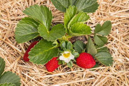 strawberry plant with ripe strawberries and flowers growing on straw in organic gardenの写真素材