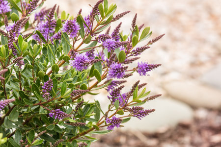 New Zealand hebe plant with purple flowers in bloom against blurred garden bacgkround