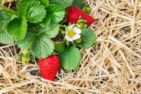 closeup of a strawberry plant with flowers and ripe strawberries growing in organic gardenの写真素材
