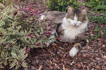 closeup of a longhair tabby cat resting on bark mulch in ornamental gardenの写真素材