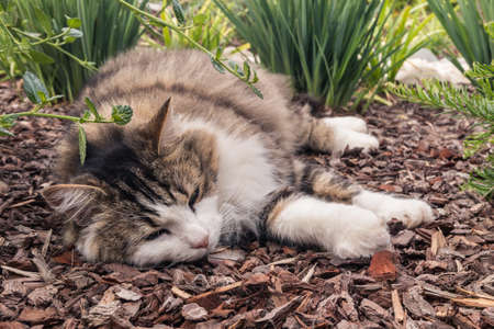 closeup of a tabby ragdoll cat sleeping on bark mulch in ornamental gardenの写真素材