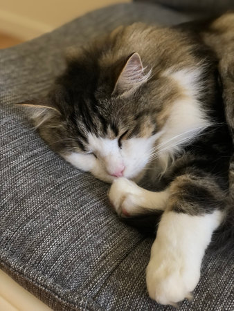 closeup of a longhair tabby cat sleeping curled up on a sofa with blurred backgroundの写真素材