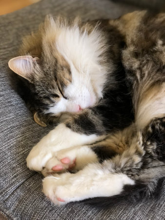closeup of white and brown longhair tabby cat sleeping curled up on sofaの写真素材