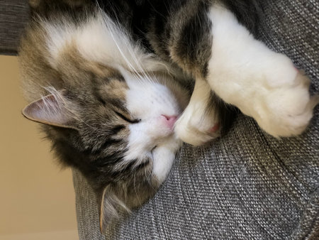 detail of a sleeping male longhair tabby cat curled up on a sofaの写真素材