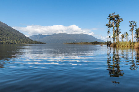 rimu podocarp trees growing on edge of lake Brunner on West Coast of South Island, New Zealandの写真素材