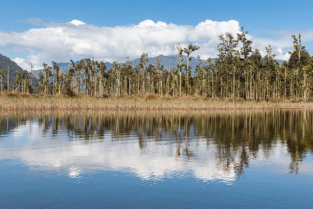 podocarp forest with rimu trees reflecting in lake Moana on West Coast of South Island, New Zealandの写真素材