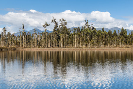 podocarp forest reflecting on lake Moana (Brunner) on West Coast of South Island, New Zealandの写真素材