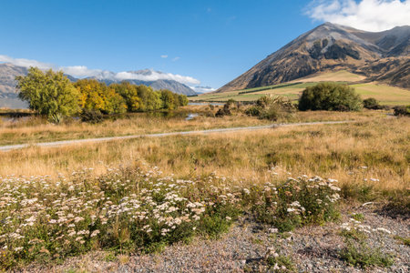 willow trees growing near lake Coleridge in Canterbury region, South Island, New Zealandの写真素材