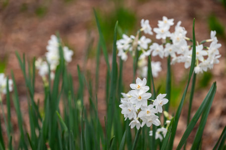 closeup of paperwhite daffodil (narcissus papyraceus) flowers in bloom with blurred backgroundの写真素材