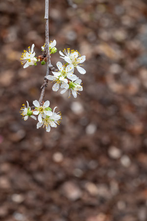 closeup of European plum tree branch with flowers and buds on blurred background with copy spaceの写真素材