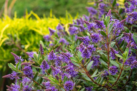 detail of tiny purple hebe plant flowers in full bloom with blurred background and copy space