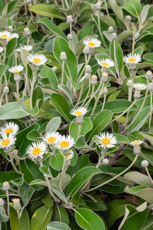 closeup of Marlborough rock daisy flowers in bloom with blurred backgroundの写真素材