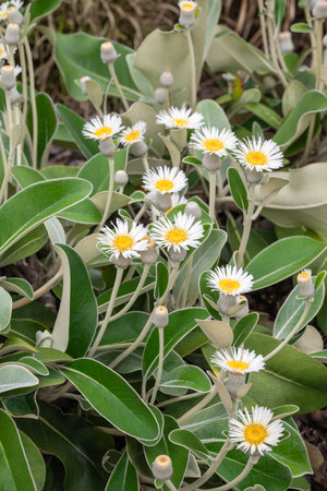 Marlborough rock daisy plant with lots of flowers in bloomの写真素材