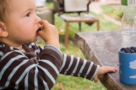 Little boy taste blackberry on wooden tableの写真素材