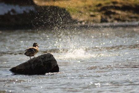 Duck stands on stone and watch fishesの写真素材