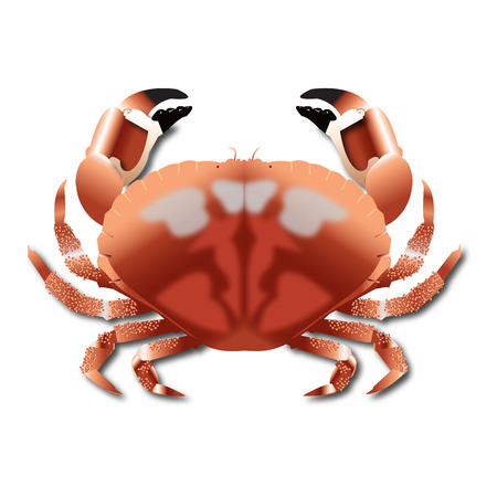 Crab realistic isolated on white background vector illustrationのイラスト素材