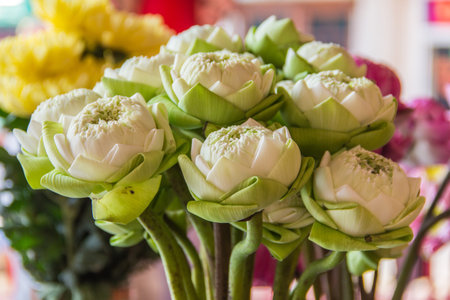 Beautyful white lotus for pay respect to the Buddha