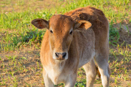 Young cow in the grasslandの写真素材