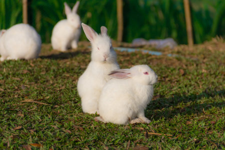 Cute White rabbit relax in the morning