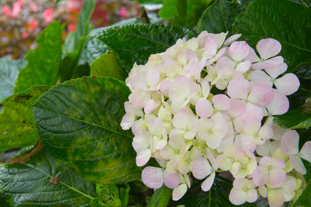 White and pink hydrangea in the parkの写真素材