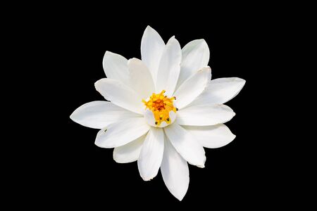 Isolated White lotus or white water lily with lotus leaf on the pondの写真素材