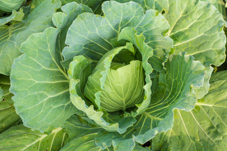 Green organic cabbage on the garden. Fresh green head of cabbageの写真素材