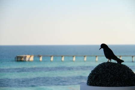 Sad Bird at bushの写真素材