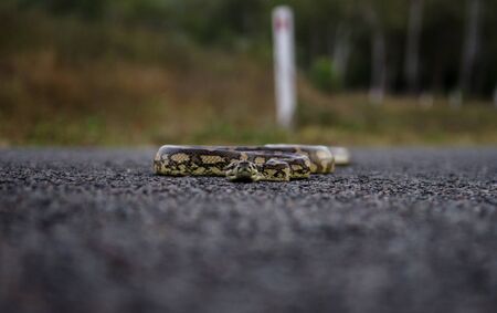 Creepy Snake on the Street near Ingham Queenslandの写真素材