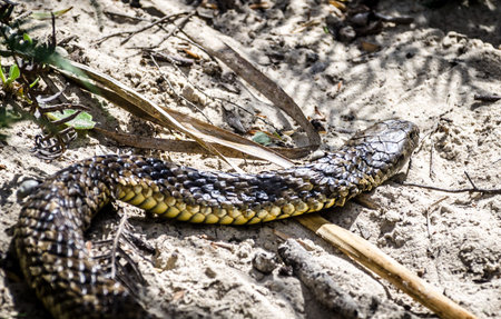 Close up Tiger Snake Notechis scutatus Narawntapau National Park TAS Auatralia