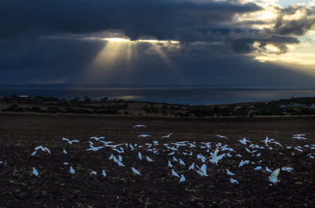 sunset ambient with flock of white western corellas cacatua pastinator