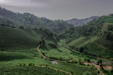 mae fa luang tea plantation in thailand