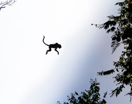 macaque in borneo sabah indonesia jumping from tree to tree