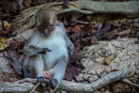 monkey checking his finger nails in borneo