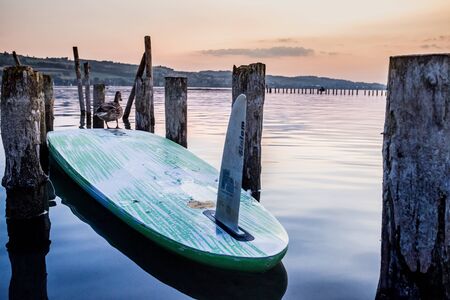 stand up paddle beautiful sunset over lake sempach lucerne switzerlandの写真素材