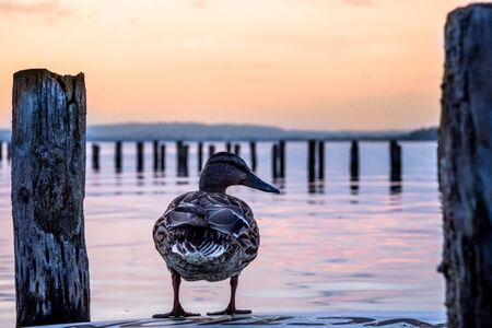 duck beautiful sunset over lake sempach lucerne switzerlandの写真素材