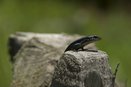 Japanese skink lizard sunning itself on the ears of a wooden sculptureの写真素材