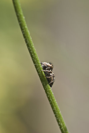 Japanese jumping spider climbing up a green twig