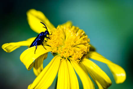 Blue Insect on a Yellow Flowerの写真素材