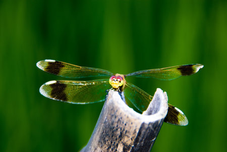 Dragonflyの写真素材